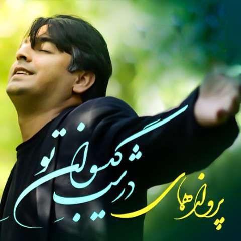 پرواز همای دیوانه تری
