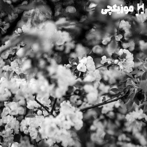  هر چی تو قلبت داشتی رو برگ گل نوشتی
