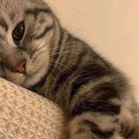   من دلم تنگه برات هر جا رفتم نپرید از سرم هوات