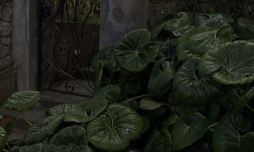   او ایمان سیز بیریدیر