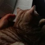 دانلود آهنگ التماس هر شی یالان 2