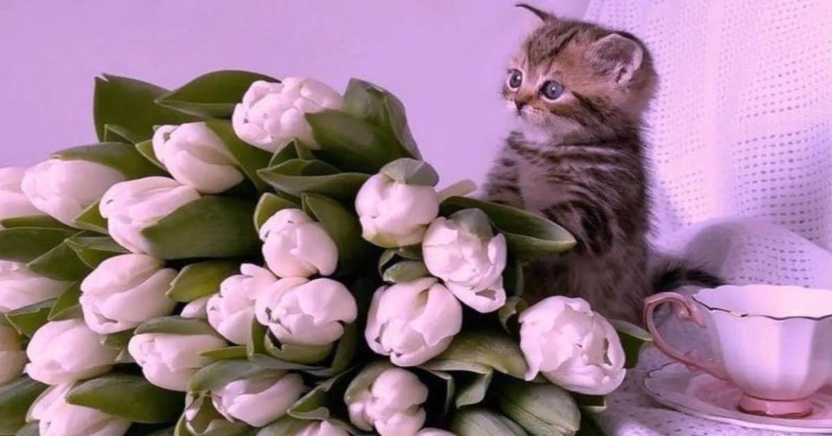 ایلیا صباغ برنو بر دوش بگردم کوه و صحرا بگردم پی زهرا 