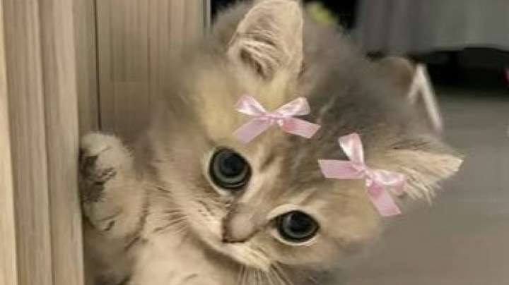 صابر رباعی الله الله یا بابا