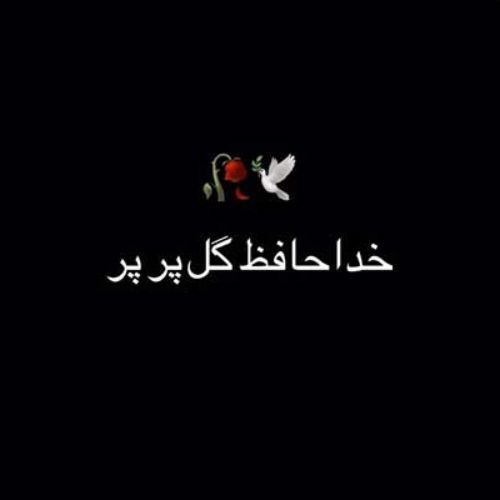 مهدی دارابی گل پر پر