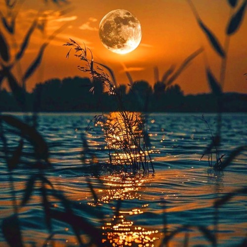 محسن چاوشی گلای یاس تو باغچه غروبا بونه میگیرن