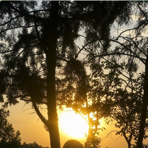 سام روزای روشن