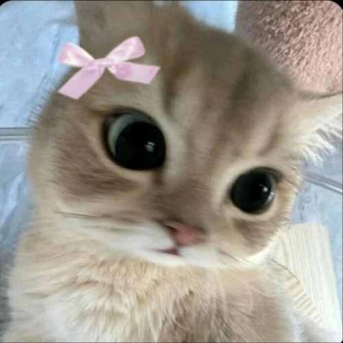 اکس بند و وینک مرسی اکس بند و وینک مرسی